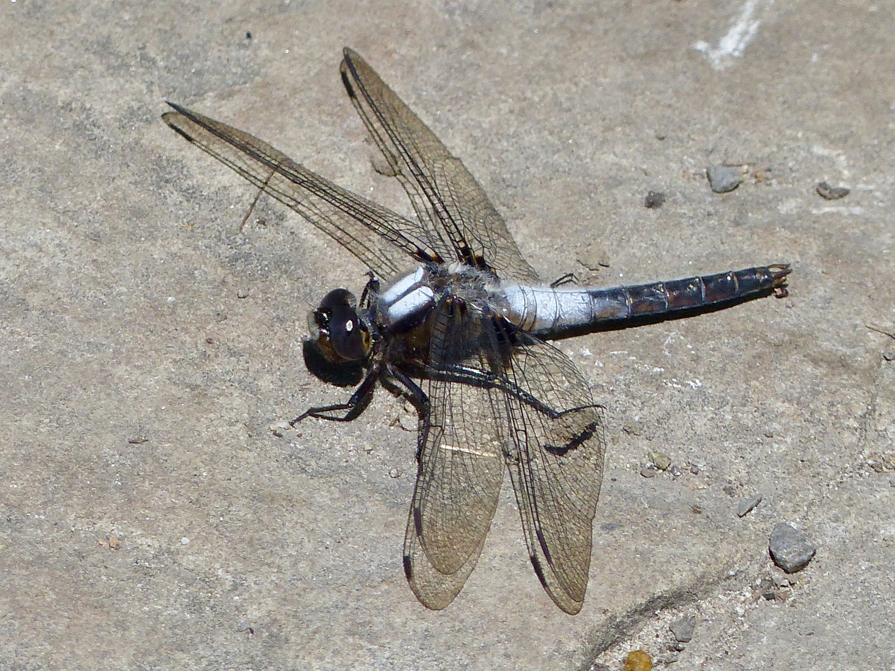 chalk-fronted corporal
