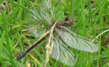 Common Baskettail