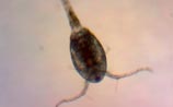 Copepod