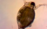 Daphnia