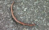 Earthworm