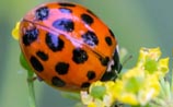 Harlequin Ladybird