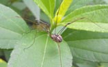 Harvestman