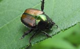 Japanese Beetle