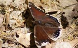 Juvenal's Duskywing