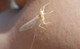 Mayfly