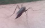 Mosquito