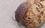 Pill Bug