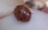 Seven-Spotted Ladybird