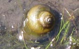 Snail