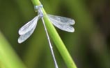 Spread-Winged Damselfly