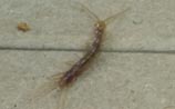 Stone Centipede