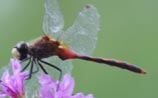 White-Faced Meadowhawk