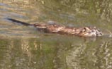 Beaver