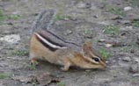 Eastern Chipmunk