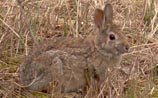Eastern Cottontail
