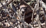 Groundhog
