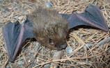 Little Brown Bat