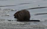 Muskrat