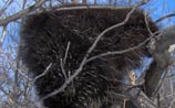 North American Porcupine