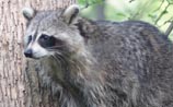 Raccoon