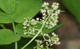 American Elderberry