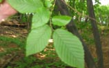 American Hornbeam
