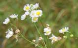 Annual Fleabane