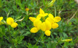 Bird's-foot-trefoil