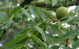 Black Walnut