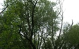 Black Willow
