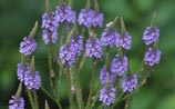 Blue Vervain