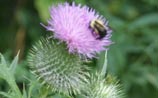 Bull Thistle