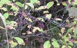 Chokecherry