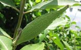Common Milkweed