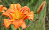 Daylily
