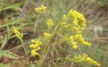 Early Goldenrod