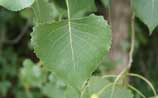 Eastern Cottonwood