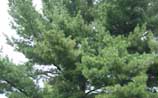 Eastern White Pine