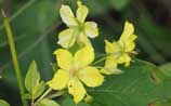 Fringed Loosestrife
