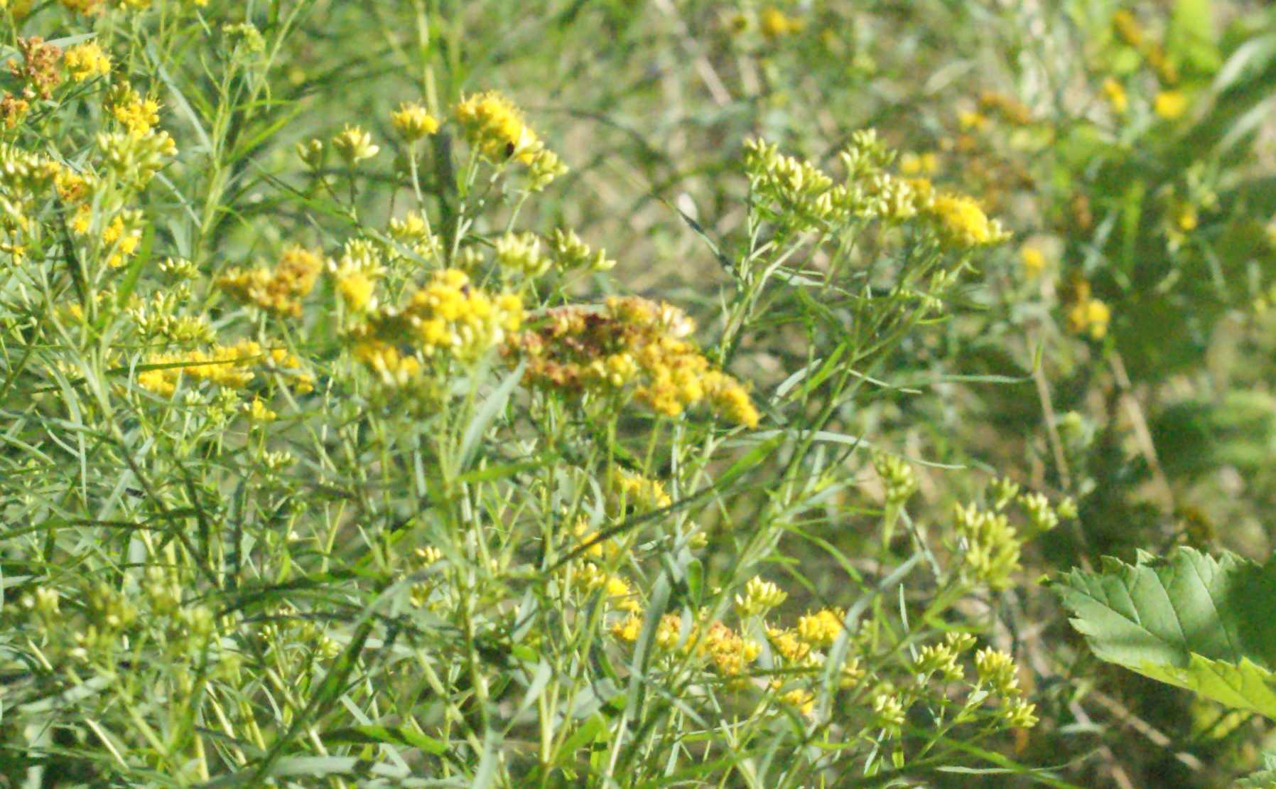 Grass-leaved Goldenrod