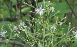 Heart-leaved Aster
