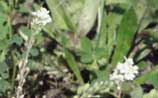 Hoary Alyssum