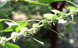 Motherwort