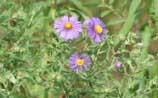 New England Aster