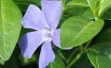 Periwinkle