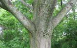 Red Oak