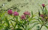 Swamp Milkweed