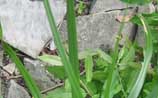 Sword Grass