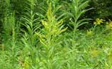 Tall Goldenrod